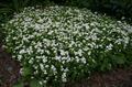 Galium Odoratum